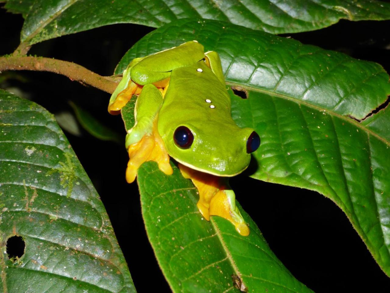 Yatama Rainforest Ecolodge Sarapiquí Extérieur photo